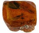 Fossil Spider (Aranea) In Baltic Amber #45139-2
